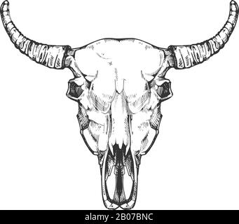 Vektor-Skizze des Büffelschädels. Bull Tierkopfknochen in handgezeichneter Form. Kuhkopf mit Hornabbildung Stock Vektor