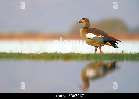 Ägyptische Gans (Alopochen aegyptiacus), am Wasser stehend, Südafrika, Kwa Zulu-Natal, Zimanga Game Reserve Stockfoto