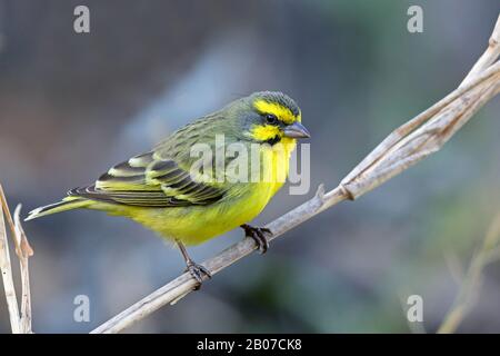 gelb-kanarienvogel (Serinus mozambicus), auf einem Spross, Südafrika, Kwa Zulu-Natal, Mkhuze Game Reserve Stockfoto