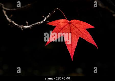 Satin Walnut, Sweet Gum, Red Gum (Liquidambar styraciflua), Herbstblatt an einem Baum, Deutschland, Nordrhein-Westfalen Stockfoto