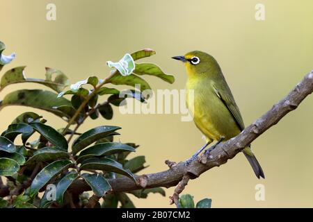 Cape White-Eye (Zosterops pallidus), auf einem Zweig sitzend, Südafrika, Kwa Zulu-Natal, iSimangaliso National Park Stockfoto