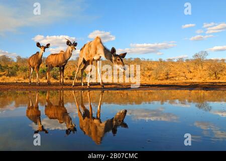 Greater Kudu (Tragelaphus strepsiceros), Gruppe, die an einem Wasserloch steht, Südafrika, Kwa Zulu-Natal, Zimanga Game Reserve Stockfoto