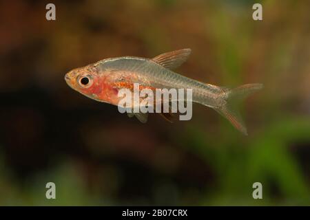 Axelrods Feuer Rasbora (Sundadanio axelrodi) brüten rot Stockfoto