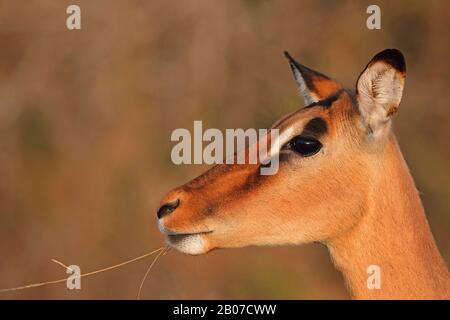 Impala (Aepyceros melampus), weiblich essen, Porträt, Südafrika, Lowveld, Krueger National Park Stockfoto