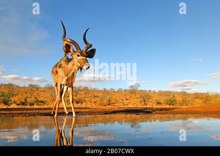 Greater Kudu (Tragelaphus strepsiceros), männlich an einem Wasserloch stehend, Vorderansicht, Südafrika, Kwa Zulu-Natal, Zimanga Game Reserve Stockfoto