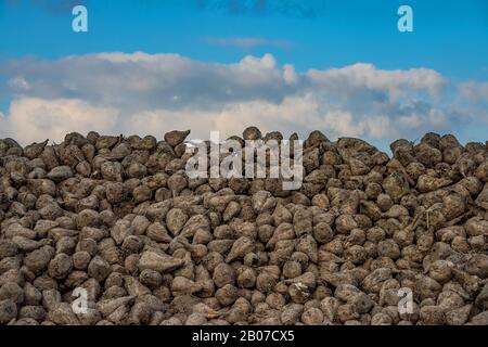 Zuckerrüben, Zuckerrüben, Rübenwurzel, Zuckerrübenwurzel (Beta vulgaris var. altissima), geerntete Zuckerrüben, Deutschland, Nordrhein-Westfalen Stockfoto