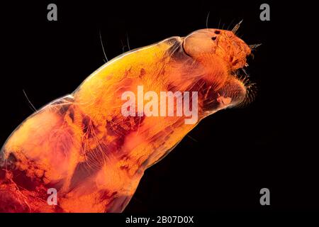 Nicht beißende Zwergmiden und Gnattern (Chironomidiums), Larve in Lichtmikroskopie, Deutschland Stockfoto