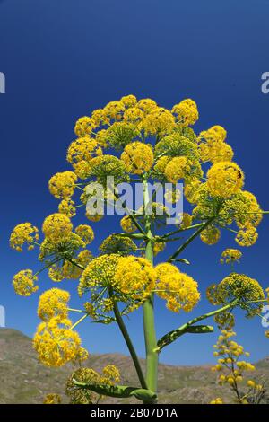 Afrikanisches Ammoniakum (Ferula communis), Infloreszenz gegen den blauen Himmel, Griechenland, Lesbos, Eressos Stockfoto