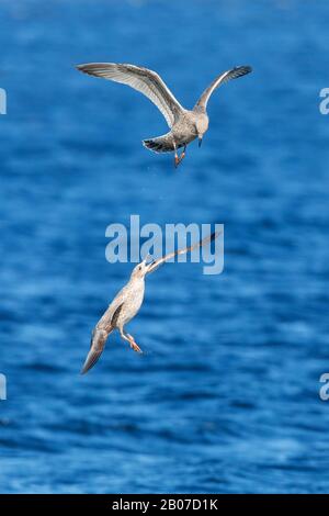 Gelbbeiner Gull (Larus michahellis, Larus cachinnans michahellis), im ersten Wintergefieder, Fighting, Großbritannien, Schottland Stockfoto