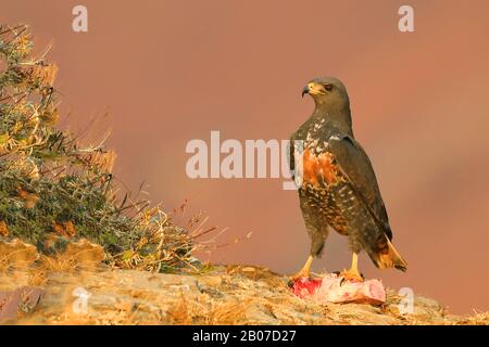 Jackal Buzzard, Augur Buzzard (Buteo rufofuscus), in Lure, Südafrika, Giants Castle Game Reserve Stockfoto