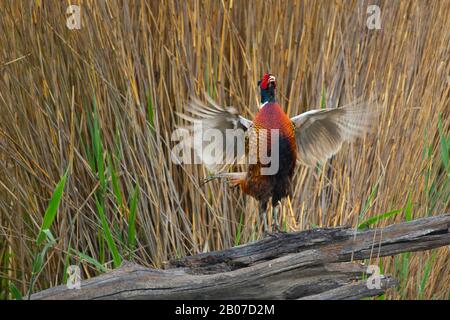 Gewöhnlicher Fasan, Kaukasus Pheasant, kaukasischer Pheasant (Phasianus colchicus), männliche Flügeldecken, Frankreich, Indre Stockfoto