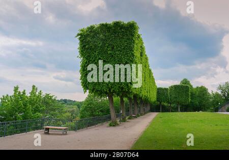 Bassholz, Linde, Linde (Tilia spec.), kastenförmige Linde im Palastgarten, Deutschland, Schleswig-Holstein, Ploen Stockfoto