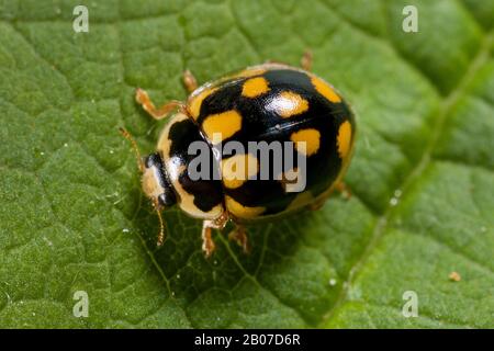 Vierzehnfleckiger Marienkäfervogel, Fourteen-Spot Ladybird Käfer (Propylea quatuordecimpunctata), auf einem Blatt, Deutschland Stockfoto