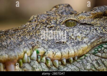 Nilkrokodil (Crocodylus niloticus), Schnauze Stockfoto