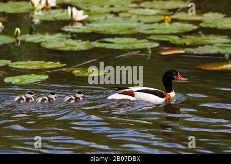 Gewöhnliche Shelduck (Tadorna tadorna), weibliche Schwimmer mit Küken, Niederlande, Frisia Stockfoto