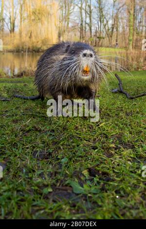 Coypu, Nutria (Myocastor Coypus), steht bedrohlich an der Wasserseite, Vorderansicht, Deutschland Stockfoto