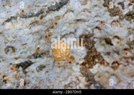 Kammfußkeller Spider (Nestcus Zellulanus), Gossamer mit jungen Spinnen und Kokon, Deutschland Stockfoto