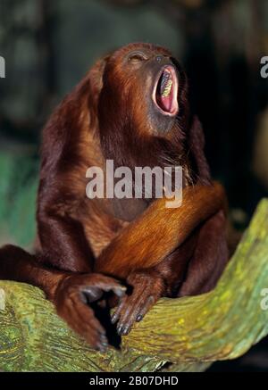 Red Howler Monkey (Alouatta ursina), sitzt brüllend auf einem Ast, Vorderansicht Stockfoto