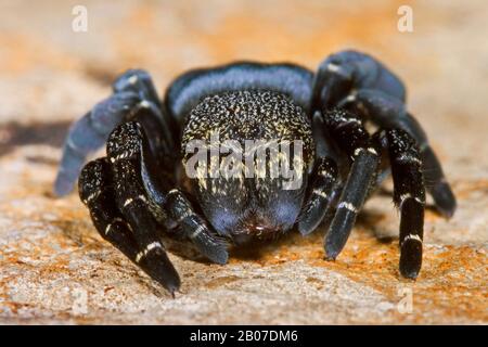 Rote Ladyvogelspinne (Eresus sandaliatus, Eresus annulatus), weiblich, Vorderansicht, Deutschland Stockfoto