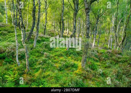 Birke (Betula spec.), Birkenwald mit blühender Heide, Großbritannien, Schottland, Craigellachie National Nature Reserve, Aviemore Stockfoto