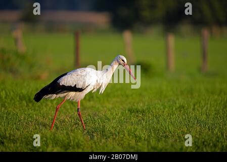 Weißstorch (Ciconia Ciconia), Erwachsene auf den Feed, Germany, North Rhine-Westphalia, NSG Dingdener Heide Stockfoto