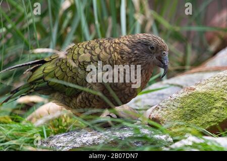 Kea (Nestor notabilis), auf einem Stein, Seitenansicht Stockfoto