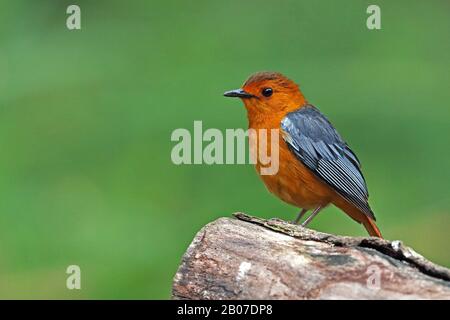 Rote-Capped-Robin-Chat (Cossypha natalensis), auf einem Stamm sitzend, Südafrika, Kwa Zulu-Natal, iSimangaliso National Park Stockfoto