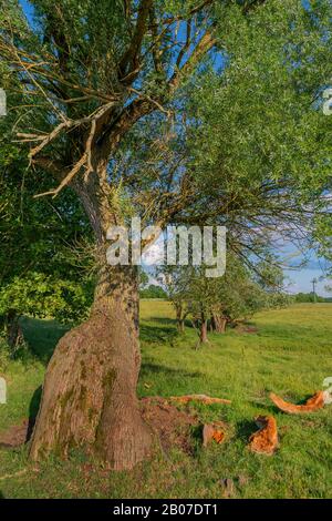 Weiße Weide (Salix alba), schiefer alter Baum auf einer Wiese bei Testorf, Deutschland, Mecklenburg-Vorpommern, Biosphärenreservat Schaalsee Stockfoto