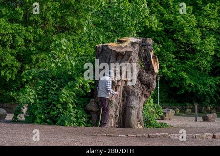 Kleinblättrige Linde, littleaf Linde, kleinblättrige Linde (Tilia cordata), alter Mann am Baumstamm der gefällten Linde Bordesholmer Linde, Deutschland, Schleswig-Holstein, Bordesholm Stockfoto