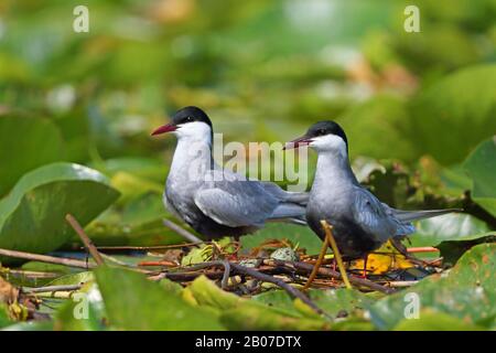 Whiskered tern (Chlidonias hybrida), Paar im Nest, Montenegro, Skadarsee National Park Stockfoto