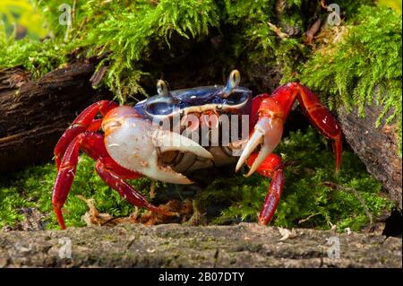 Regenbogenkrabben, westafrikanische Regenbogenkrabbe (Cardisoma armatum), im Terrarium Stockfoto