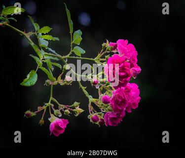 Rose (Rosa spec.), Rosentwig Stockfoto