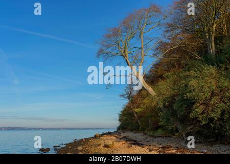 Schindelstrand und bewaldetes Ufer des Firth of Flensburg, Deutschland, Schleswig-Holstein Stockfoto