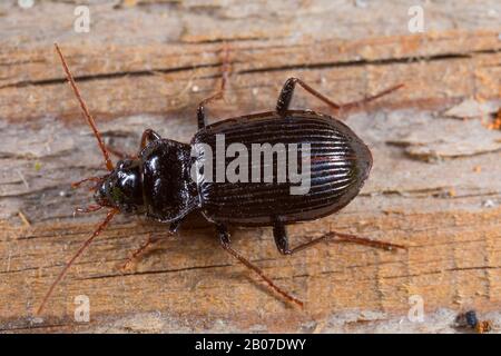 Gemeiner schwarzer Bodenkäfig (Nebria brevicollis), auf Holz, Deutschland Stockfoto