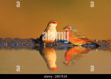 Afrikanischer Feuerfink (Lagonosticta rubricata), männlich mit Common Waxbill am Wasserloch, Südafrika, Kwazulu-Natal, Zimanga Game Reserve Stockfoto