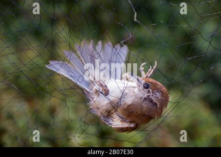 Blackcap (Sylvia atricapilla), Frau in einem Netz für Wissenschaft und Klingeln gefangen, Deutschland, Bayern, Oberpfalz Stockfoto