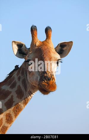 Giraffe (Giraffa camelopardalis), Porträt, Südafrika, Mpumalanga, Kruger-Nationalpark Stockfoto