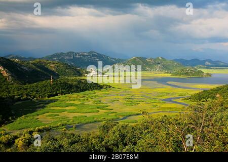 Skadar-See in der Nähe von Poseljani, Montenegro, Skadarsee-Nationalpark Stockfoto