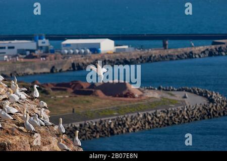 Nordgannett (Sula bassana, Morus bassanus), Nistkolonie an den Klippen des Bunter Sandsteinfelsen, Deutschland, Schleswig-Holstein, Heligoland Stockfoto