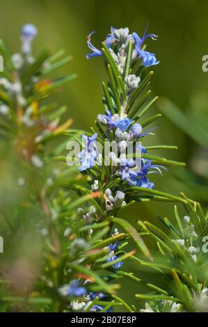 Rosmarin (Rosmarinus Officinalis), blühen Stockfoto