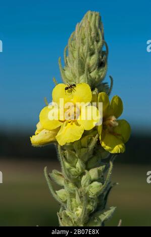 Dichtblütiges Mullein, dichtes Mullein (Verbascum densiflorum), Blume mit Ameise, Deutschland Stockfoto