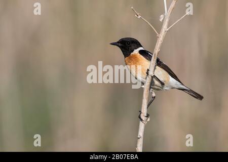 Sibirischer Stonechat, asiatischer Stonechat (Saxicola maurus), männlich an einem Stamm perchend, Kasachstan Stockfoto