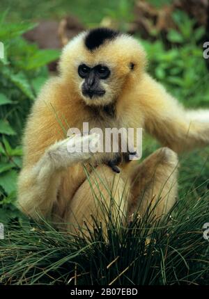 Schopfgibbon, crested schwarz-Gibbon (Hylobates Concolor), Weiblich Stockfoto