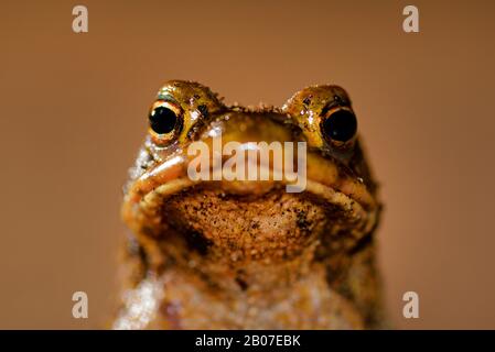 Europäische gemeine Kröte (Bufo bufo), männlich, Porträt, Deutschland, Nordrhein-Westfalen Stockfoto