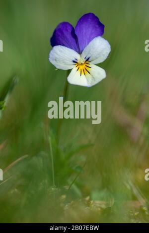 Heartsease, Heart's Ease, Heart's Delight, Tickle-my-Fancy, Wild Pansy, Jack-Jump-up-and-Kiss-me, Come-and-Cuddle-me, Three Faces in a Hood, Love-in-Idlessess (Viola tricolor), Flower, Deutschland Stockfoto