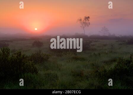 Naturreservat Kendlmühlfilzn bei Sonnenaufgang in Morgennebel, Deutschland, Bayern, Graßau Stockfoto