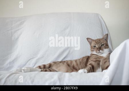 Selbstbewusste Katze mit gestreiftem Schlafanzug, der direkt auf Sie blickt: Wir müssen reden. Foto desaturiert. Stockfoto