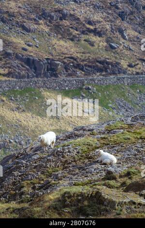 Ein Paar walisische Schafe an den hängen von Snowdon an einem Frühlingmorgen mit Straße im Hintergrund Stockfoto