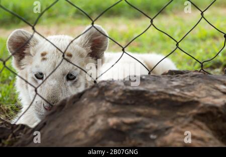 Das Gesicht der Gefangenschaft Stockfoto