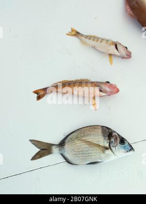 Fischtransport auf dem Deck eines gecharterten Fischerboots nach einer Touristenfahrt in San Antonio, Ibiza, Balearen Stockfoto